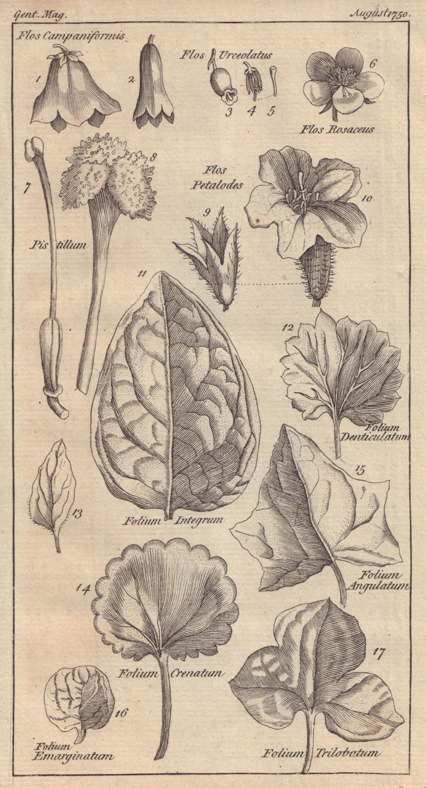 17 Figures of Flowers & Leaves explanatory of the scientific names thereof 1750